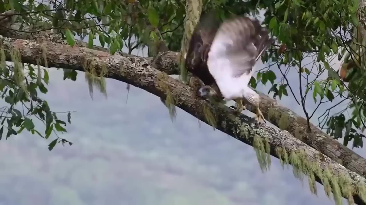 The Brutal Hawk Rips Wild Animals Summary Of Hawk's Most Terrifying Attacks With Wild Animals