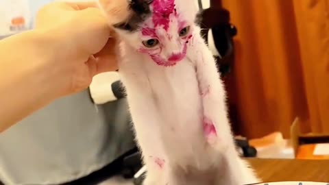 It's reactions was like Just wow here my cats