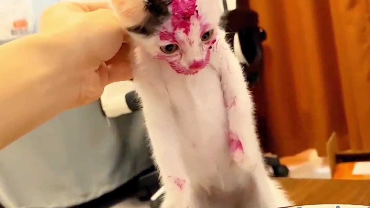 It's reactions was like Just wow here my cats