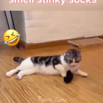 Funny animals videos cats 🐈 funny videos 2203 😅🤣