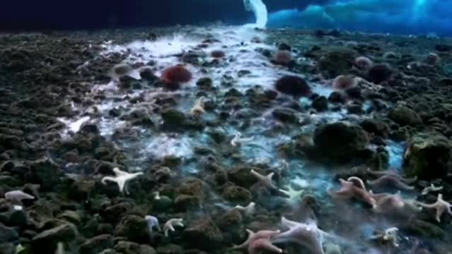 death frozen Nightmare of sea creatures!!!