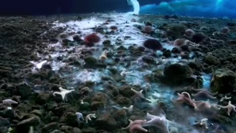 death frozen Nightmare of sea creatures！！！