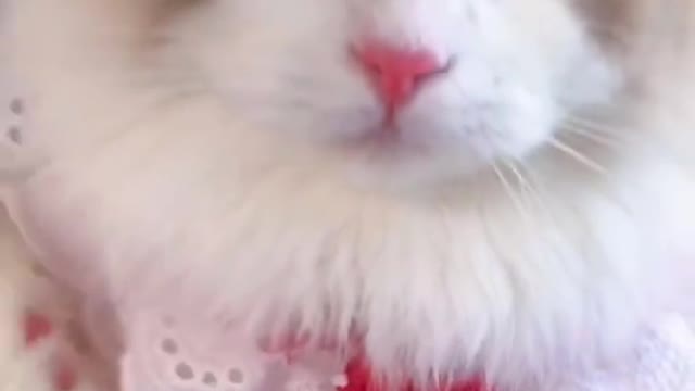 funny fluffy kitten