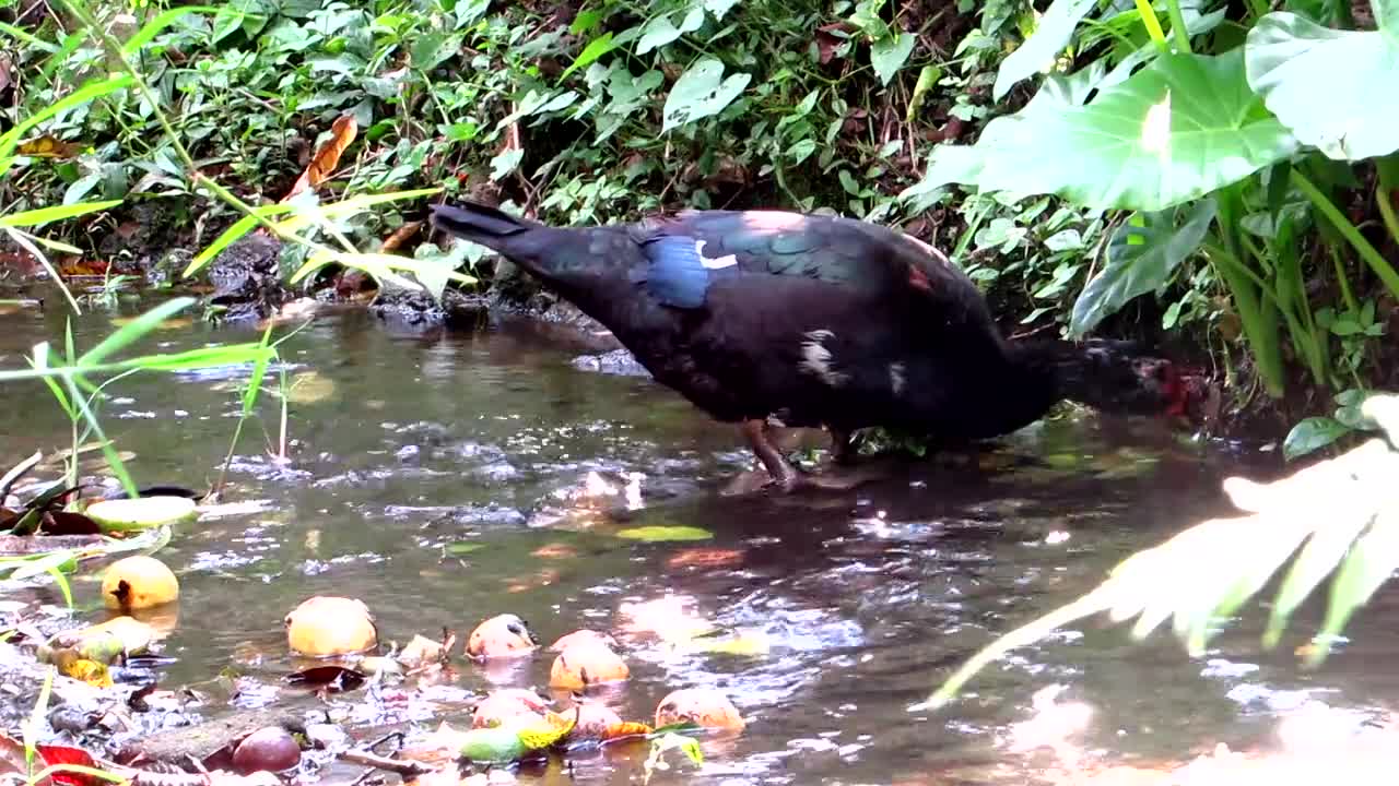 Nature Animal Duck Colombia