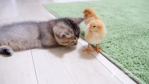 2023 BEST KITTEN AND CHICK VIDEO!