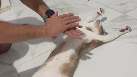 When Your Cat Dreams of Becoming an Actor