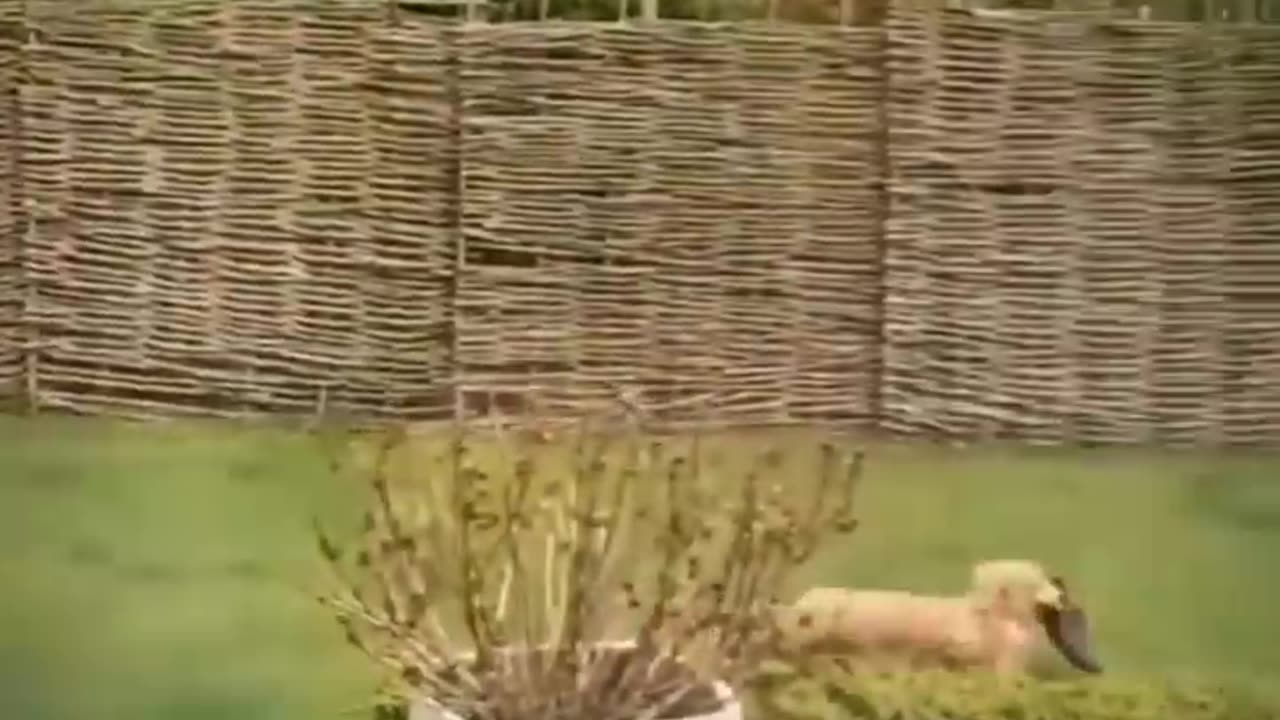 FUNNY CATS and DOGS _ other ANIMALS 🐱🐶 New Funniest Animals Videos 2024