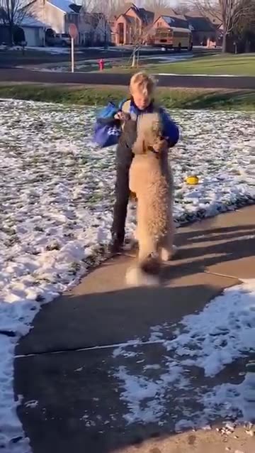 Dog waits for son to get home to give him a big hug ❤️💯