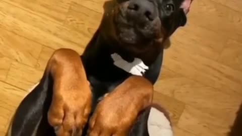Funniest Cats and Dogs Videos Meow Meow Animals!