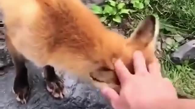 Best Funny Animal Videos of the year (2021), funniest animals ever. relax with cute animals.AWW anim