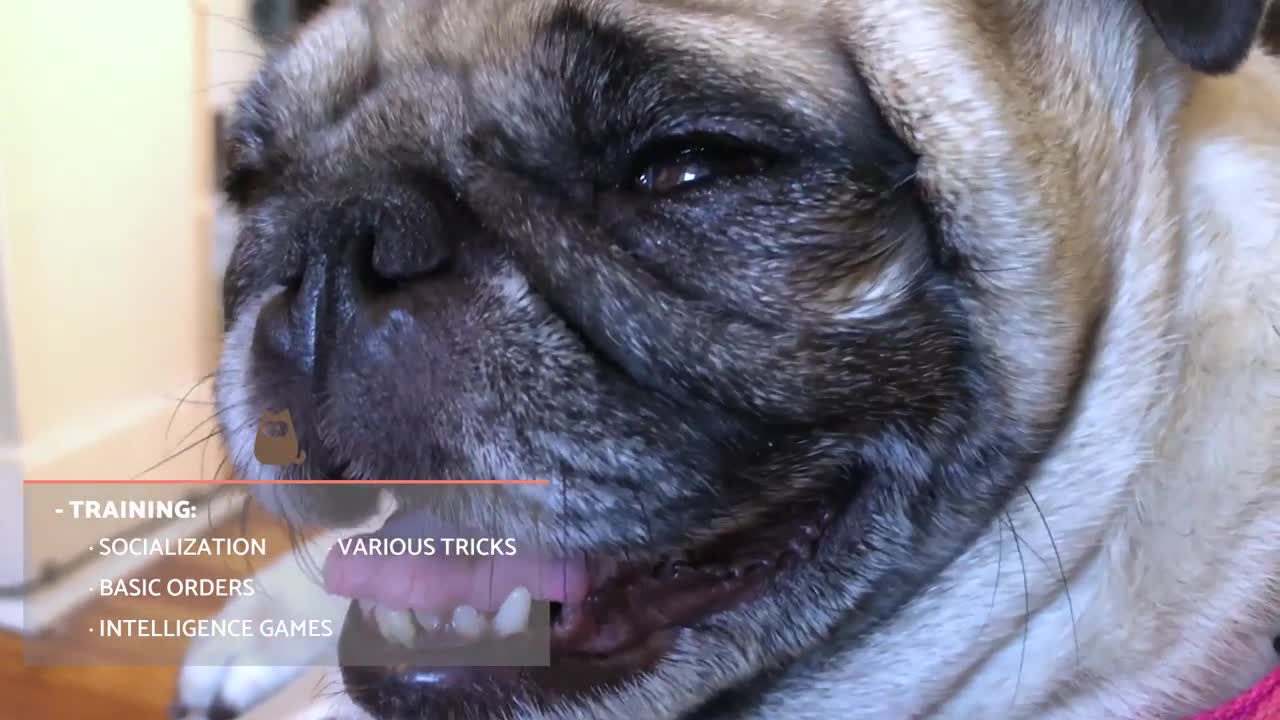 Everything You Need to Know About Pugs - Characteristics and behavior