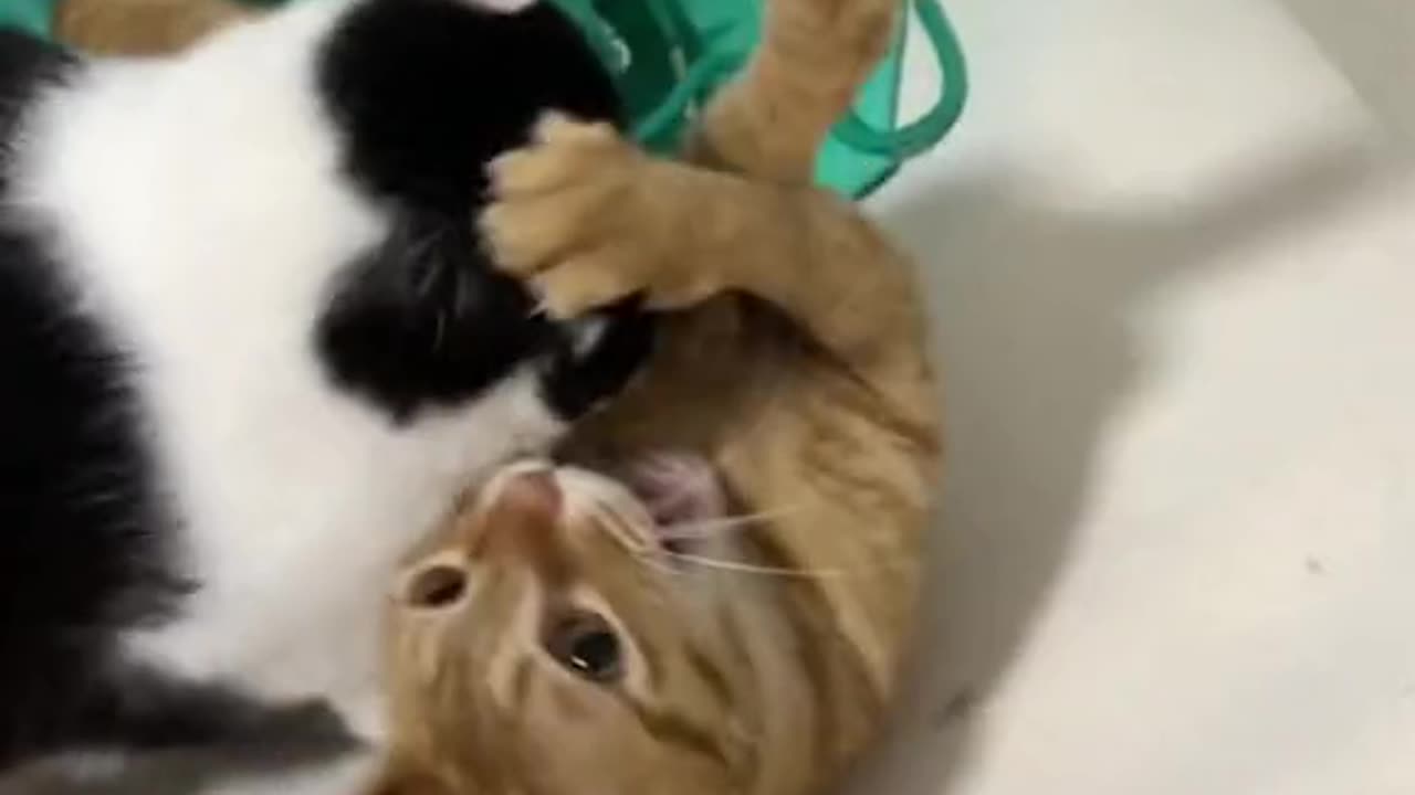 "Adorable Feline Love: Watch These Cute Cats Show Their Affection for Each Other"