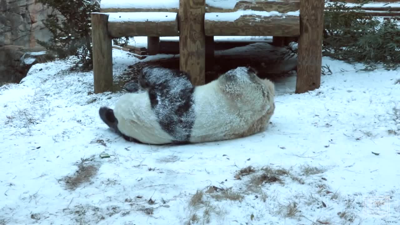 Panda Yang Yang Plays in Man-made Snow