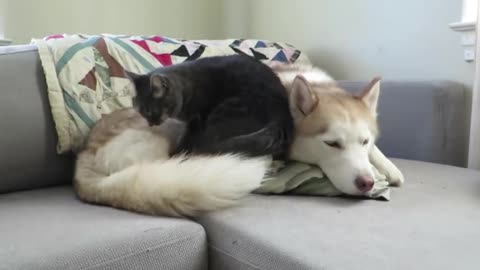 Cat gives this husky a massage before settling down for a nap