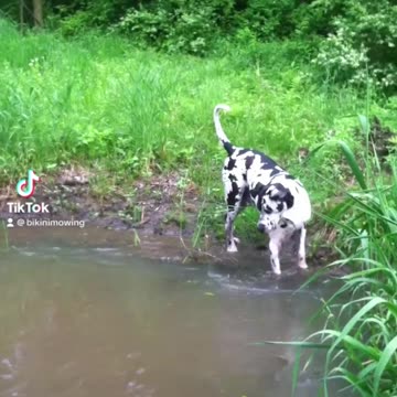 Fishing for frogs🐸🐸🐸