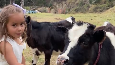 Little Cow Has the Perfect Answer During Interview