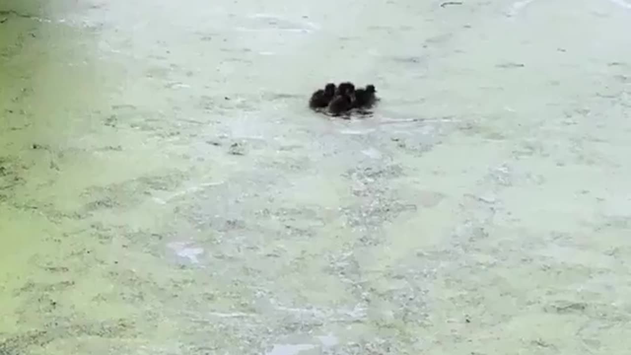 Playing hide-and-seek with her ducklings, the mother duck🧐