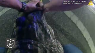 Bodycam Shows Tampa Police Wrangling 9-Foot Alligator