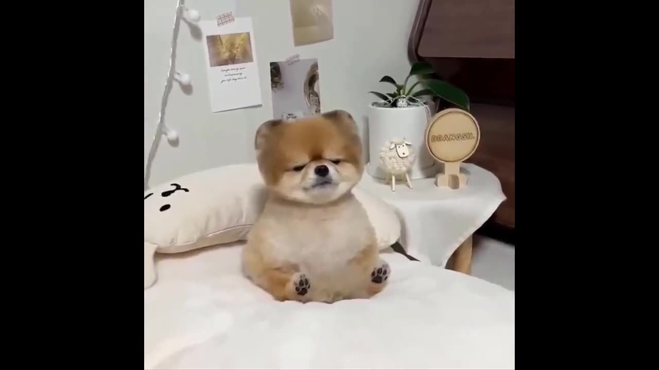 Pure Cuteness Overload _ Baby Animals' Irresistible Moments - Cutest Animal_HD