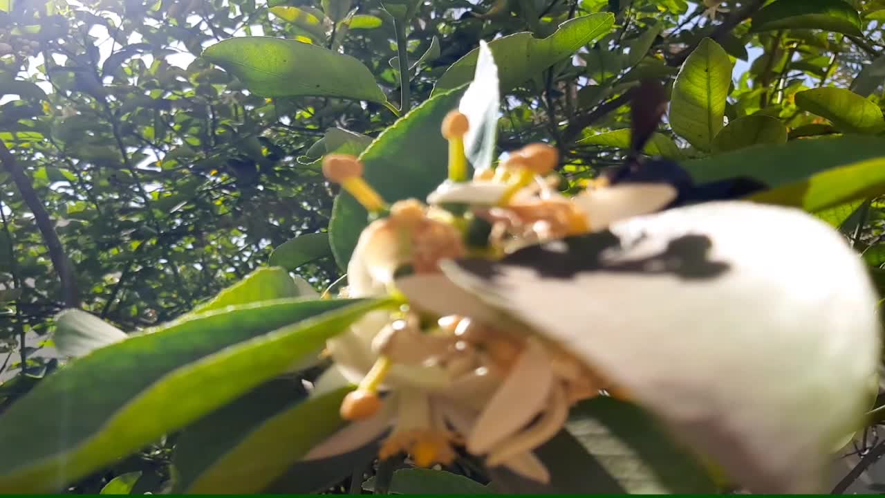 The wasp sucks the nectar of quince flowers