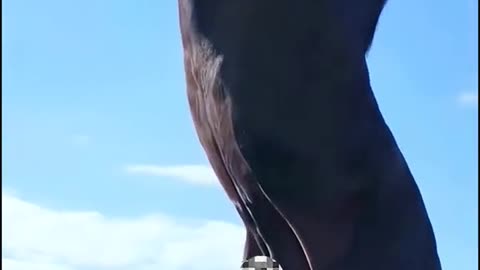 Beautiful 🐎 🐴 🎠 🐎