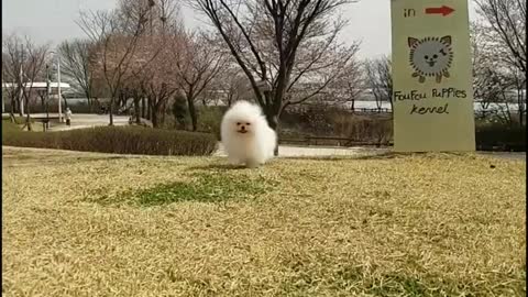 High quality pomeranian with baby