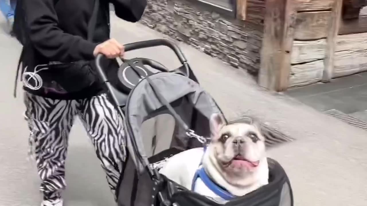 Funny Dog