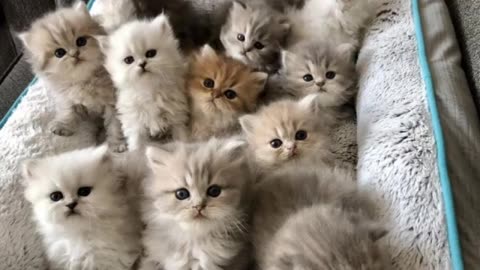 Kitten times