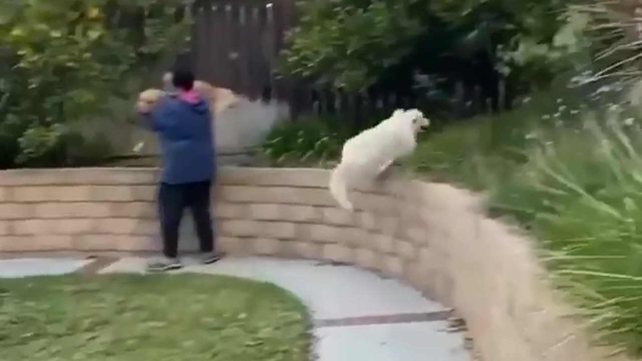 FUNNY AND ENTERTAINTMENT ANIMAL