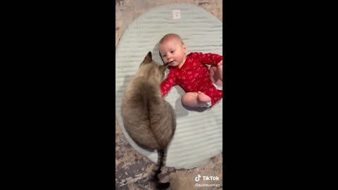 The Best FUNNY Cat Videos 2022 - Cat Videos Compilation 😹|