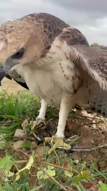 He Took the Bait of the Falcon|شکار شاهین را از نزدش گرفت