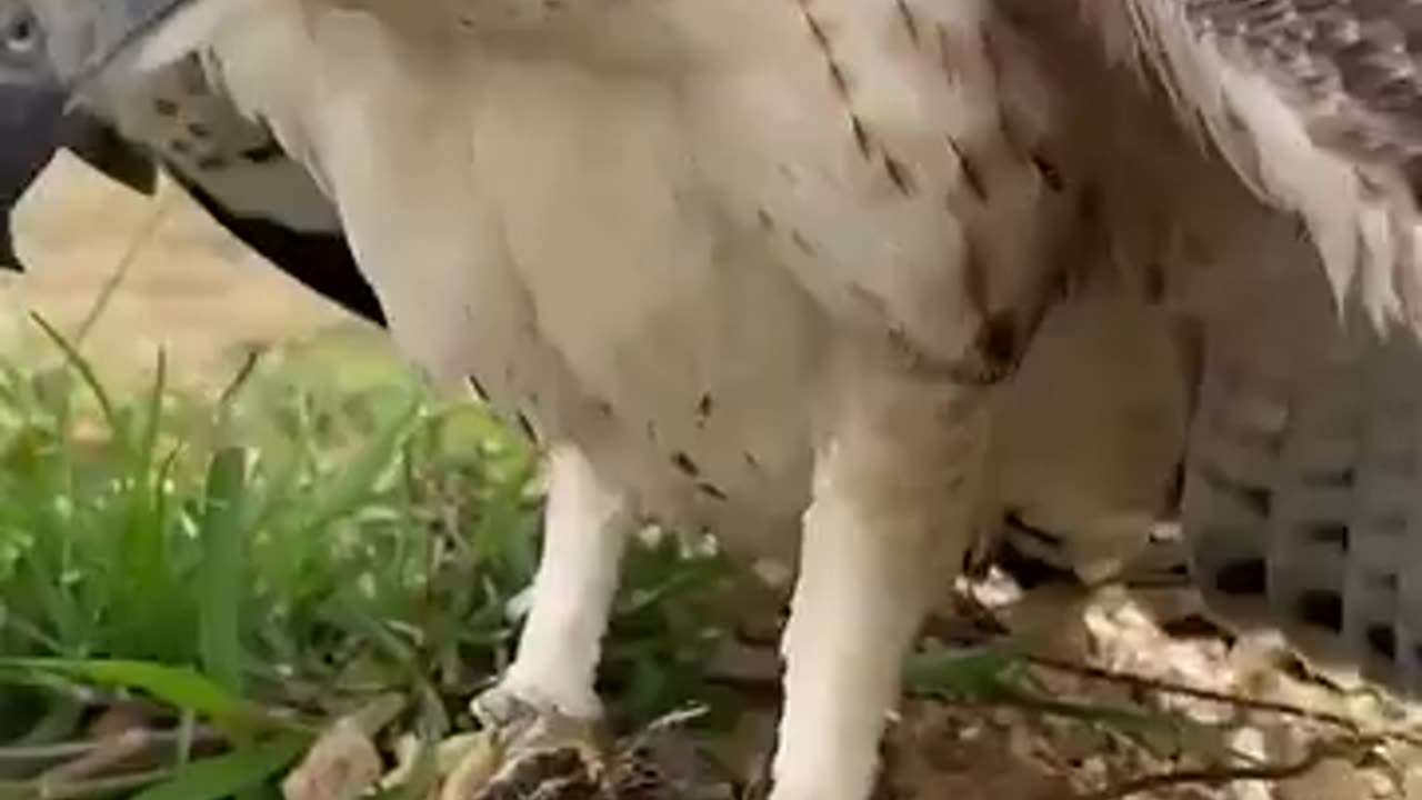 He Took the Bait of the Falcon|شکار شاهین را از نزدش گرفت