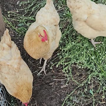 OMC! Chickens attacking a pizza crust treat! 🐔❤️🍕#chickens #attacking #shorts #pizza #crust #treat