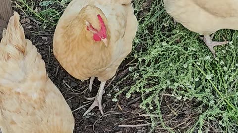 OMC! Chickens attacking a pizza crust treat! 🐔❤️🍕#chickens #attacking #shorts #pizza #crust #treat