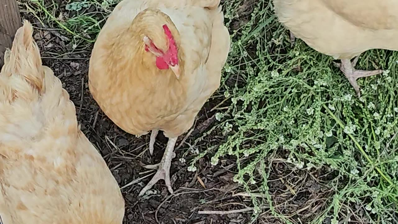 OMC! Chickens attacking a pizza crust treat! 🐔❤️🍕#chickens #attacking #shorts #pizza #crust #treat