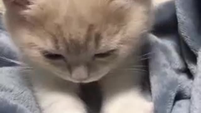 Cute cat playing at home, Lovely cat funny 1