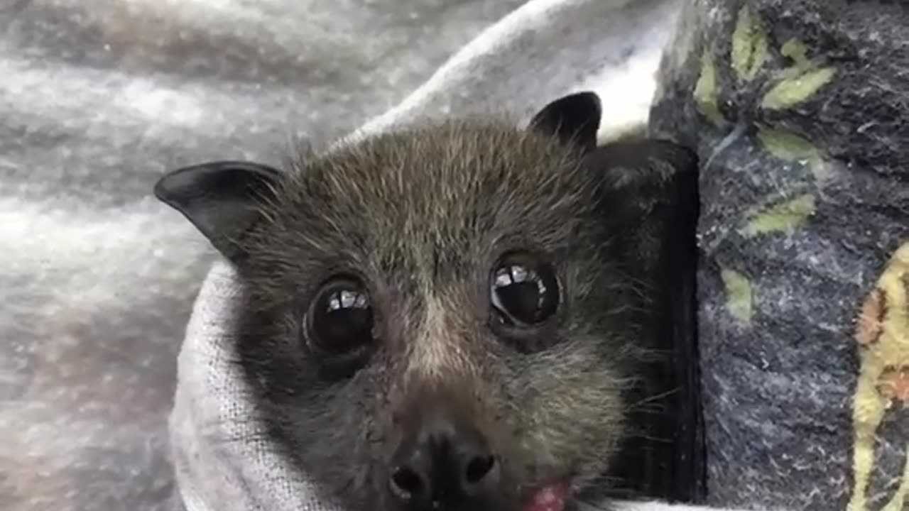 Baby Bat Has First Plum