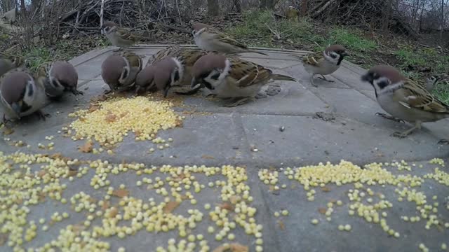 Pombo comendo milho