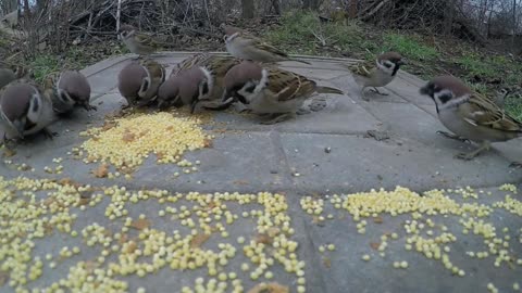 Pombo comendo milho