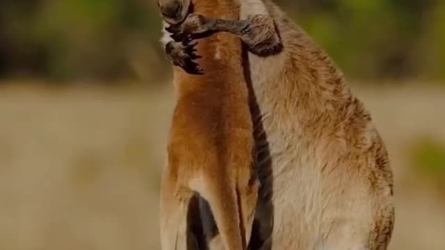 Extremely Spectacular expression of Kangaroo 🦘 mother with her child