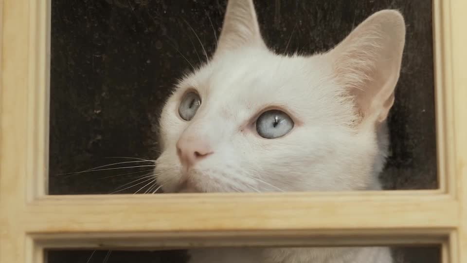 Snow White