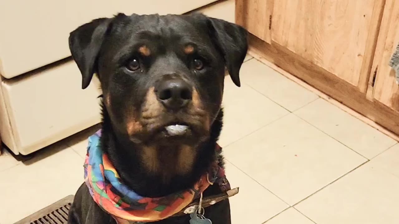 Ranger learned bye bye