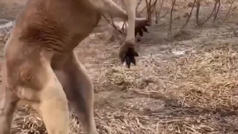 Funny animal videos 🤣🤣🤣