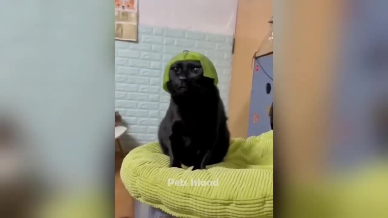 Crazy Cat Videos That Will Make You LOL 😹 | Pets Island