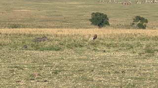 Mama Warthog Chases Off Cheetah