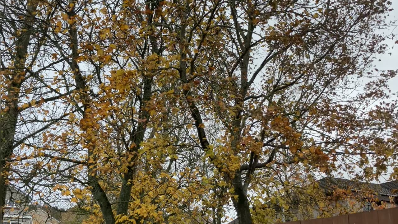 Orange tree Autumn here Second of Nov 2023 Westhill