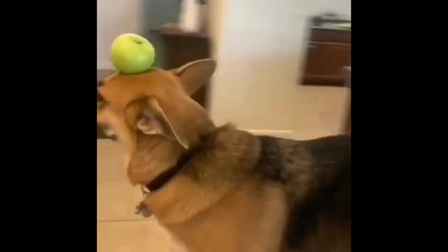 Funny cat and dog moments 🐈🐱😅