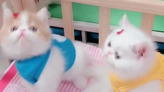 OMG So Cute Cats ♥ Best Funny Cat ❤️🐈Videos 2021 #shorts