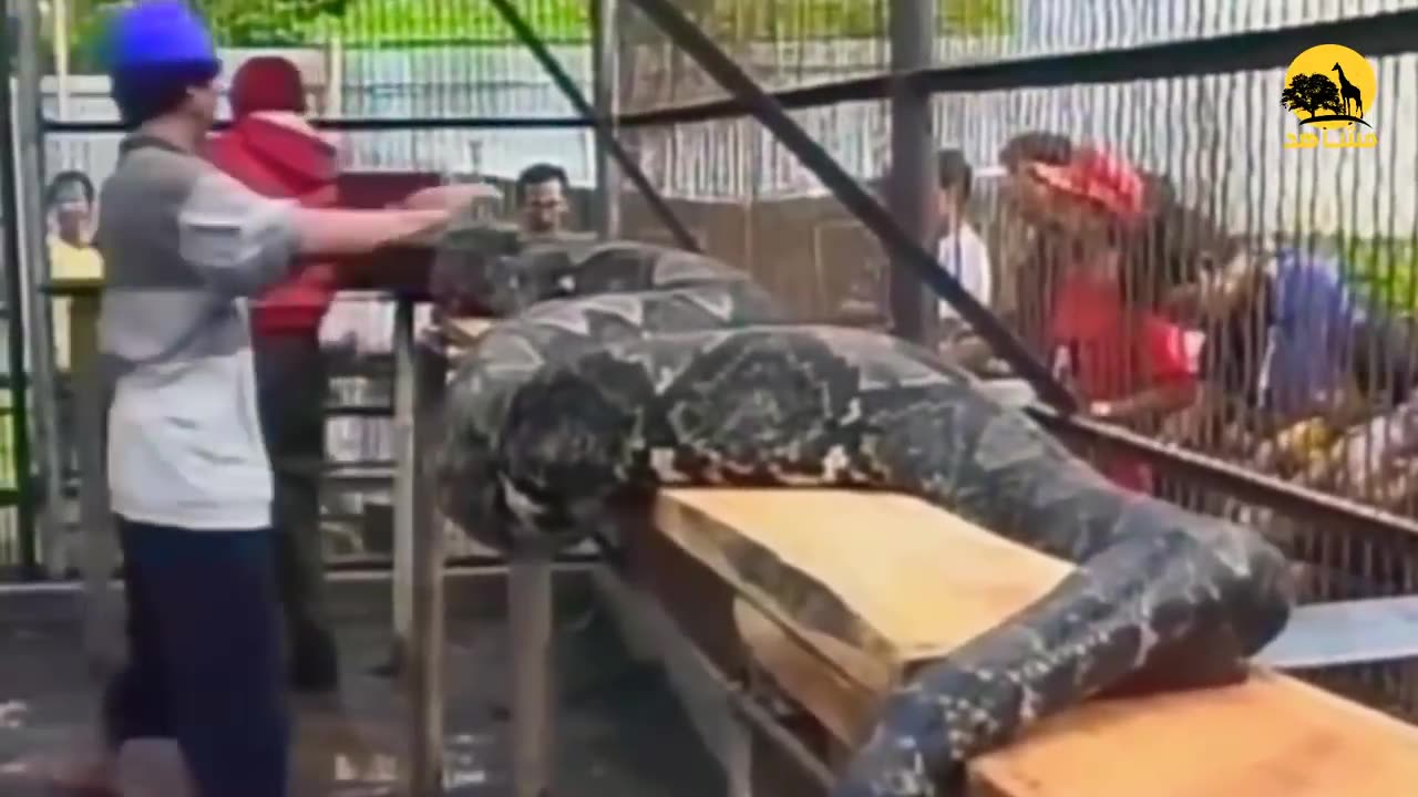 Funny animal