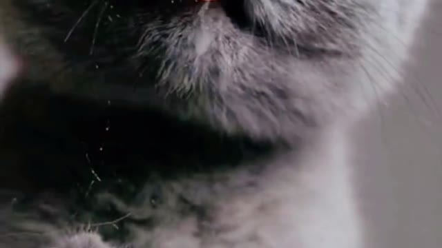 Pet cats